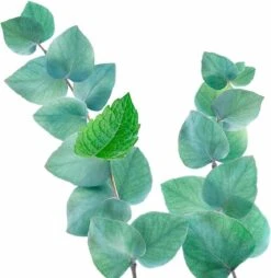 Kneipp Refreshing - Douchegel -Winkel Voor Persoonlijke Verzorging 1169x1200 9