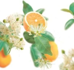 Kneipp Pure Harmony - Badolie -Winkel Voor Persoonlijke Verzorging 1200x1131 7