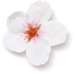 Rituals The Ritual Of Sakura Magic Touch Body Cream 100 Tube - 3 Pack - Rice Milk En Cherry Blossom 11 Rituals The Ritual Of Sakura Magic Touch Body Cream 100 Tube - 3 Pack - Rice Milk En Cherry Blossom -Winkel Voor Persoonlijke Verzorging 1200x1191 5