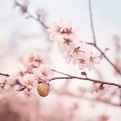 Weleda Zwangerschapsolie -Winkel Voor Persoonlijke Verzorging 1200x1199 13