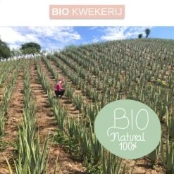 Dr. Green® 1x- Aloë Vera Blad - MAAK GEL IN 3 MINUTEN - 100% Puur - Biologisch -Winkel Voor Persoonlijke Verzorging 1200x1200 1020