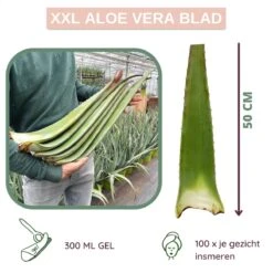 Dr. Green® 1x- Aloë Vera Blad - MAAK GEL IN 3 MINUTEN - 100% Puur - Biologisch -Winkel Voor Persoonlijke Verzorging 1200x1200 1021