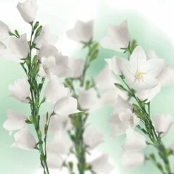 Kneipp Balancing - Massageolie -Winkel Voor Persoonlijke Verzorging 1200x1200 1081