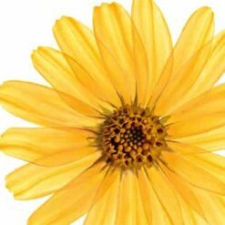 Kneipp Arnica Active - Douchegel 9 Kneipp Arnica Active - Douchegel -Winkel Voor Persoonlijke Verzorging 1200x1200 1348