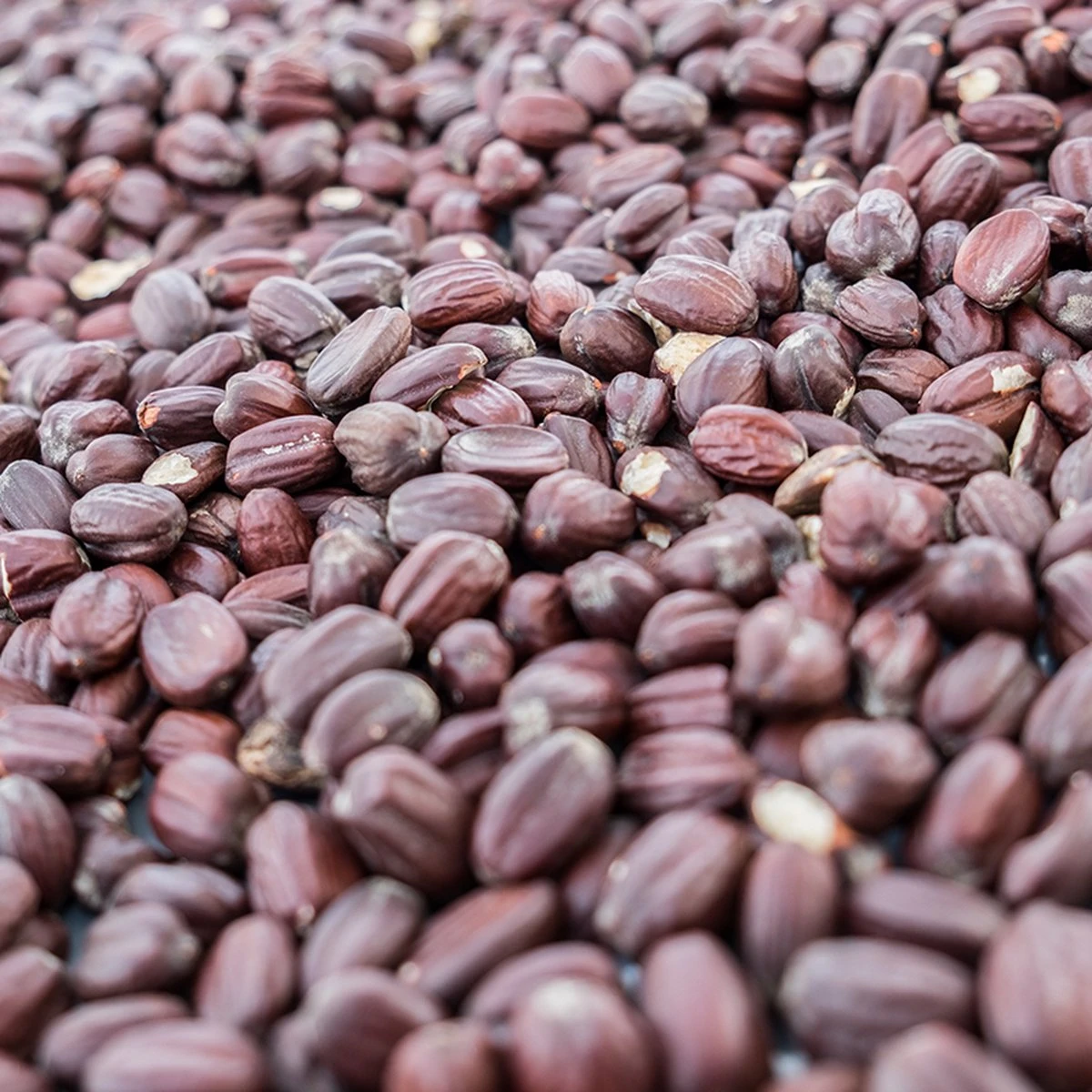 Merkloos Biologische Jojoba Olie Uit India - 100% Puur, Koudgeperst 4 Merkloos Biologische Jojoba Olie Uit India - 100% Puur, Koudgeperst - Afbeelding 2