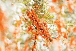 Weleda DUINDOORN VITALISERENDE BODY LOTION -Winkel Voor Persoonlijke Verzorging 1200x800 40