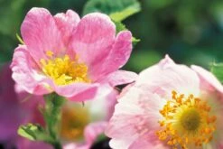 Weleda WILDE ROZEN VERWENNENDE BODY LOTION -Winkel Voor Persoonlijke Verzorging 1200x804 2