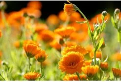 Weleda Calendula Zalf -Winkel Voor Persoonlijke Verzorging 1200x819