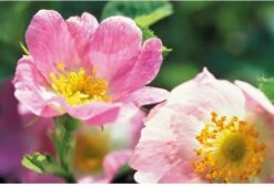 Weleda Wilde Rozen Harmoniserende Body Olie -Winkel Voor Persoonlijke Verzorging 1200x822