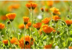 Weleda Calendula Massageolie -Winkel Voor Persoonlijke Verzorging 1200x825 2