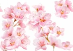 Kneipp Soft Skin - Douchegel 11 Kneipp Soft Skin - Douchegel -Winkel Voor Persoonlijke Verzorging 1200x846 1