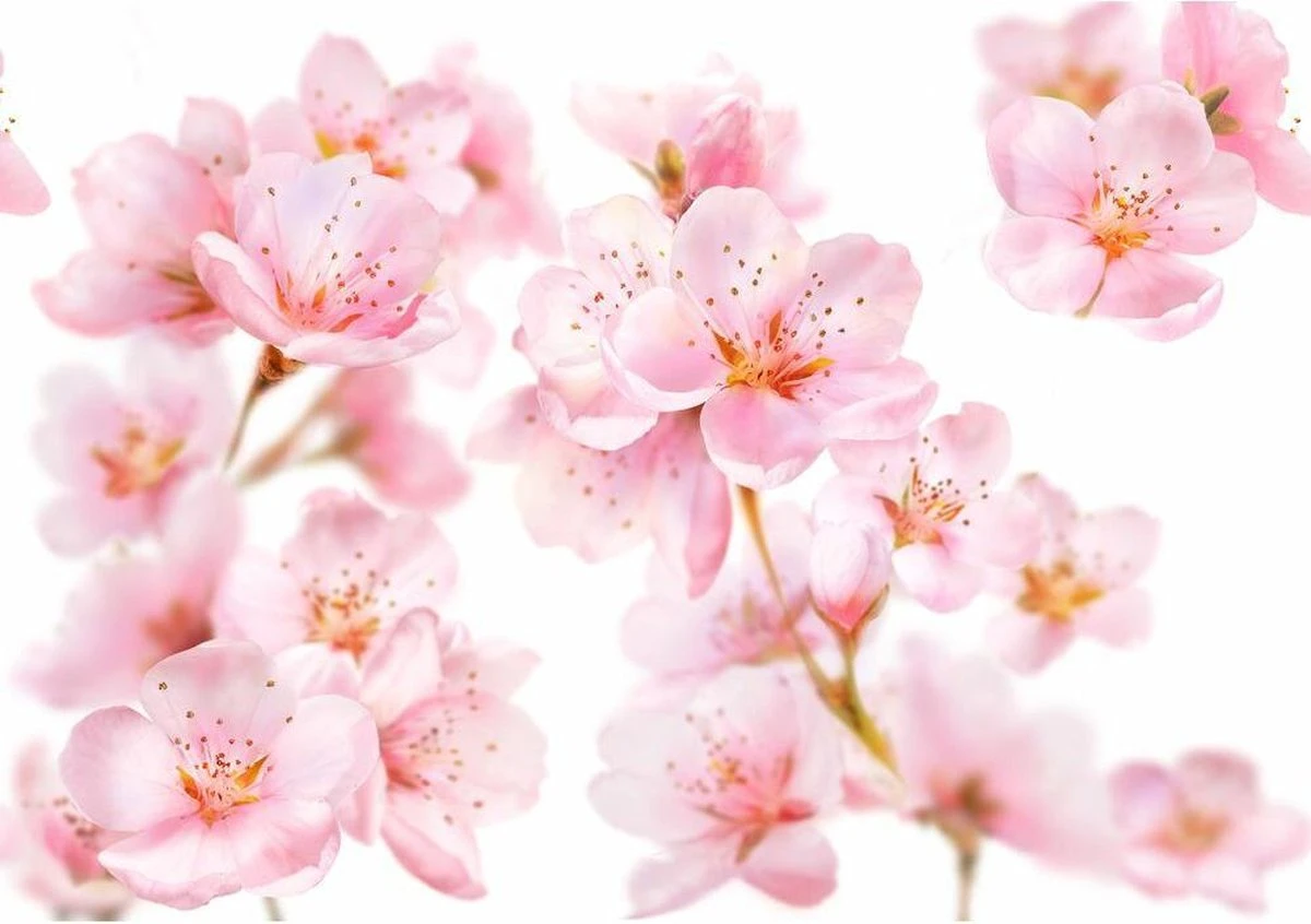 Kneipp Soft Skin - Douchegel 6 Kneipp Soft Skin - Douchegel - Afbeelding 4