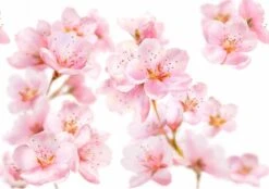 Kneipp Soft Skin - Handcrème 9 Kneipp Soft Skin - Handcrème -Winkel Voor Persoonlijke Verzorging 1200x846 3